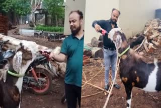 Goat fond of drinking cold drink