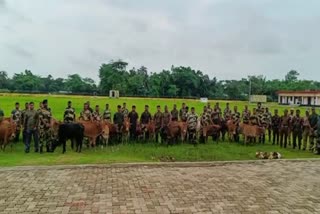 28 smuggled cows rescued in BSF operation