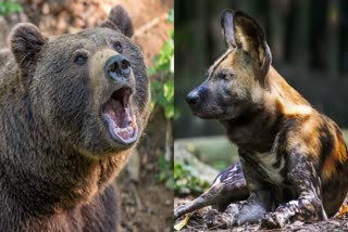 Dog saved owner life after fighting with bear narayanpur