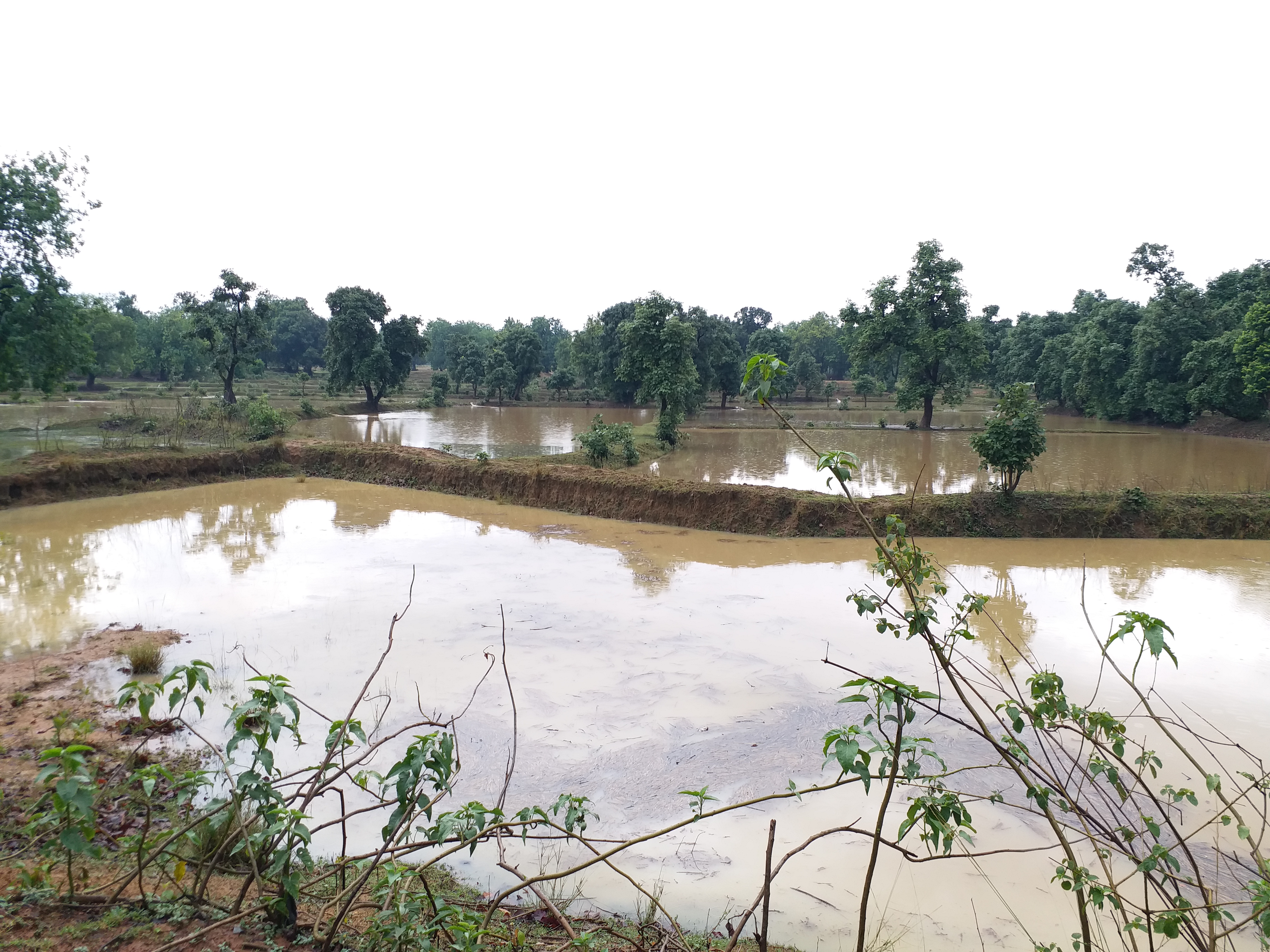 Torrential rain in Shahdol