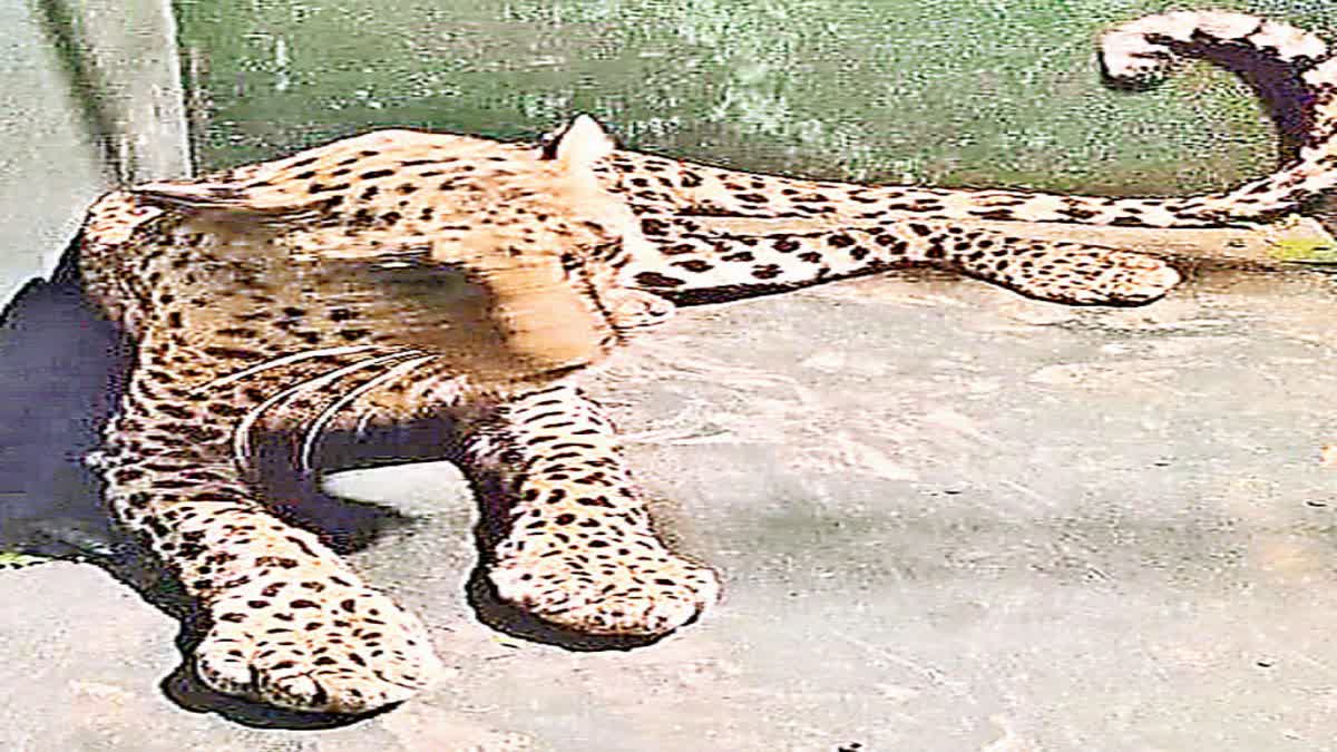 Forest Department Officials Rescued Leopard Stuck