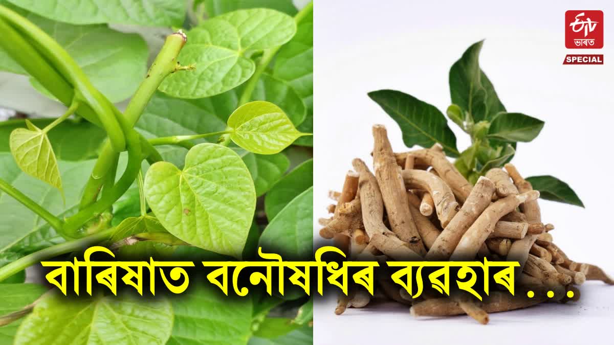 ayurvedic herbs for immunity