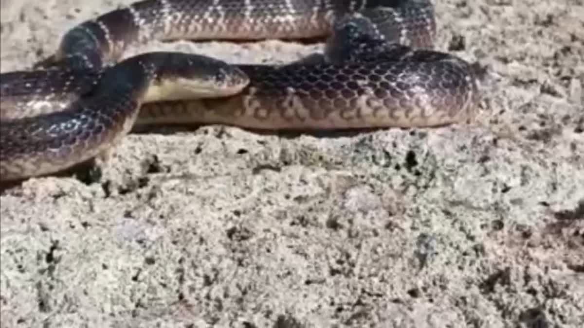 Brother and sister died due to snake bite