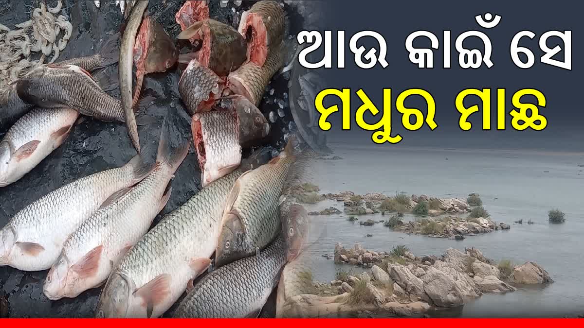 Polluted Mahanadi Water