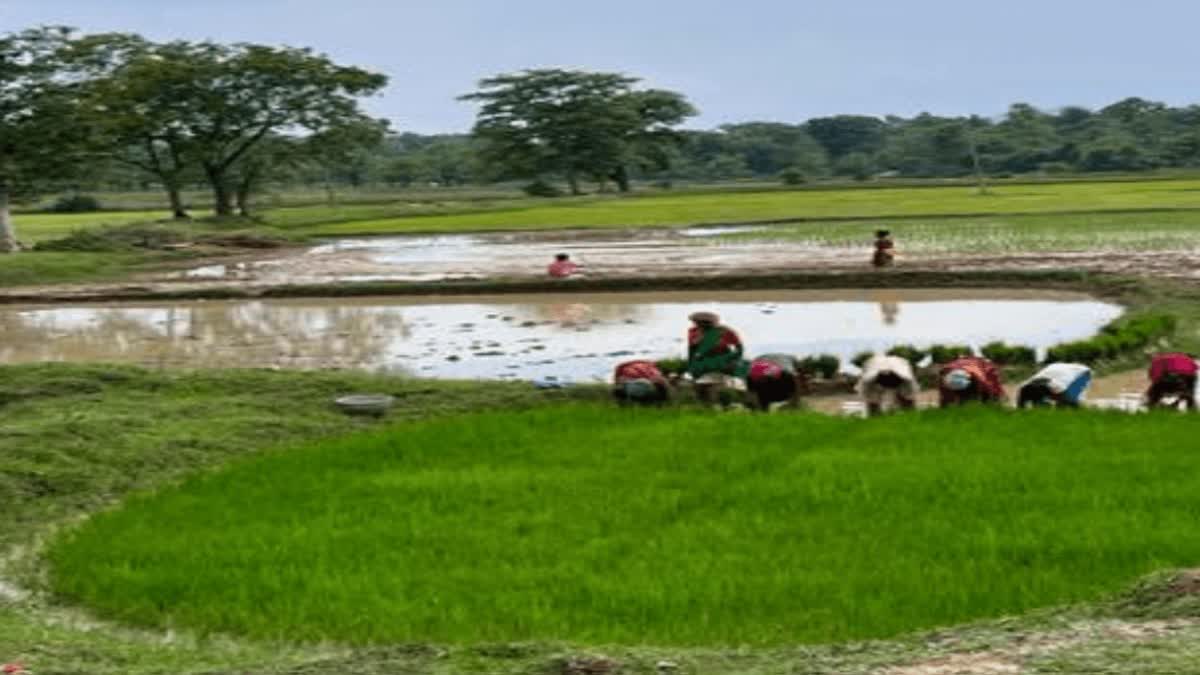 Kharif Cultivation In Jharkhand