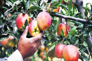 Apple Production Affected By Rain