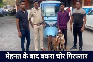 Goat thief gang arrested