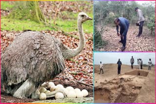 Oldest_Ostrich_Bird_Nest_Discovered