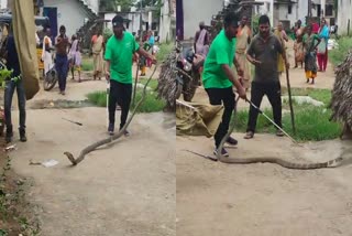 big_king_cobra_in_hut_at_anakapalli_district