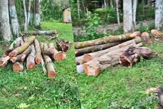 allegations of open destruction of forests in government offices in Golaghat