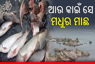 Polluted Mahanadi Water