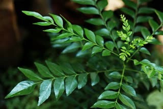CURRY LEAVES PLANTING  TIPS FOR PLANTING CURRY LEAVES  കറിവേപ്പില  കറിവേപ്പില നടേണ്ടത് എവിടെ