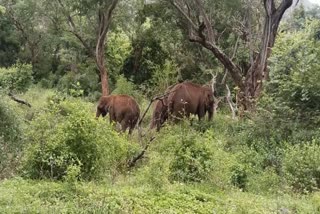 Elephants