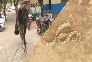 Three snakes came out from two schools of Pakur