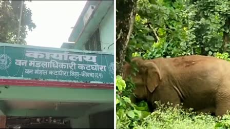 Korba Katghora forest became House of elephant