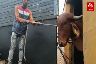 Gir Cow controversy, RTI worker Dilip Nath has presented information