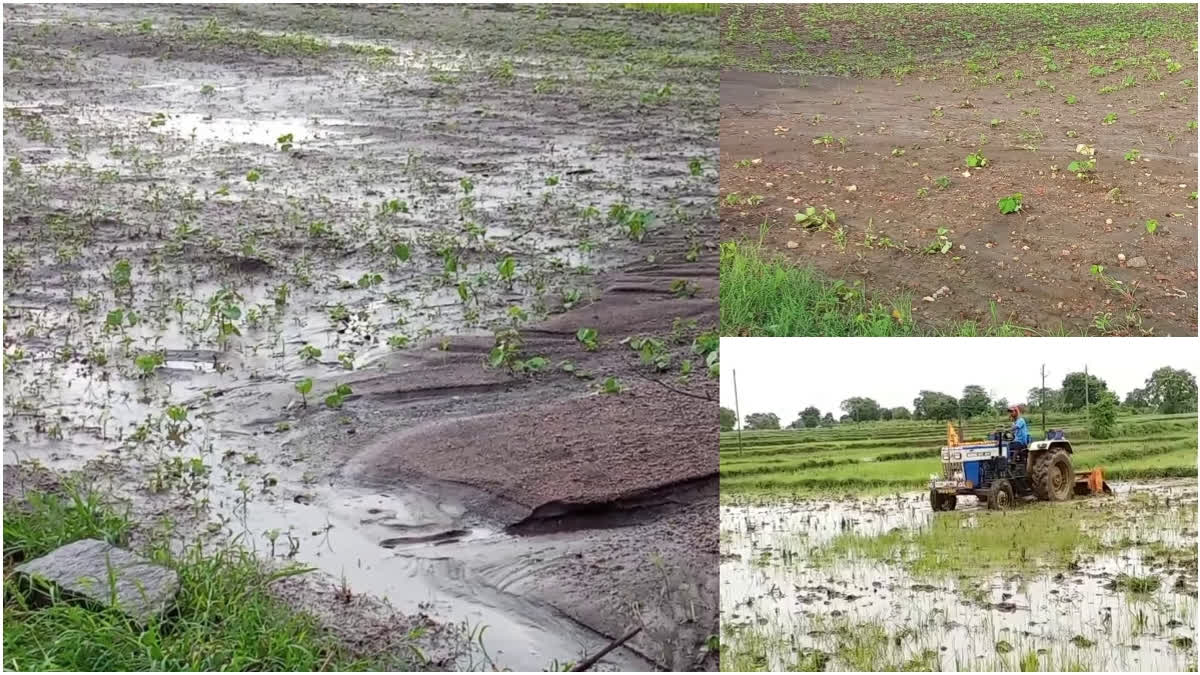 Crop Loss in Telangana