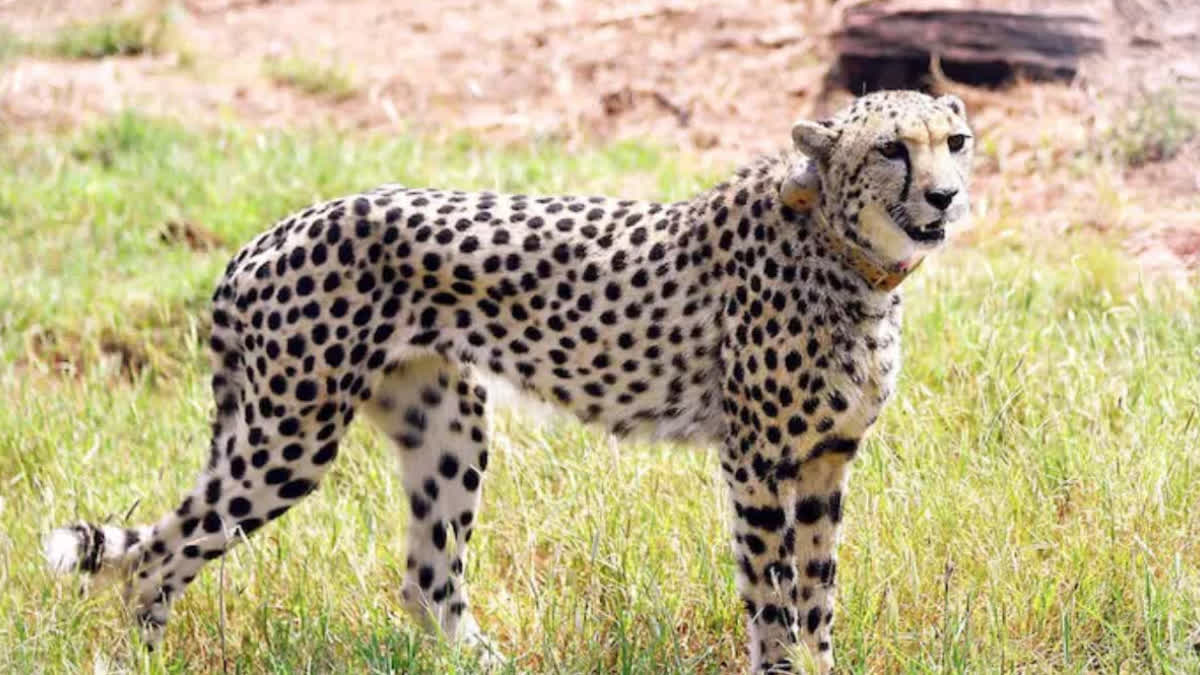 Female Cheetah Missing ETV BHARAT