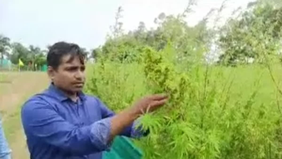 First of its kind legal cannabis cultivation starts in Jammu and Kashmir