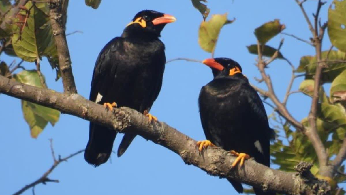 Bastar Unique Bird