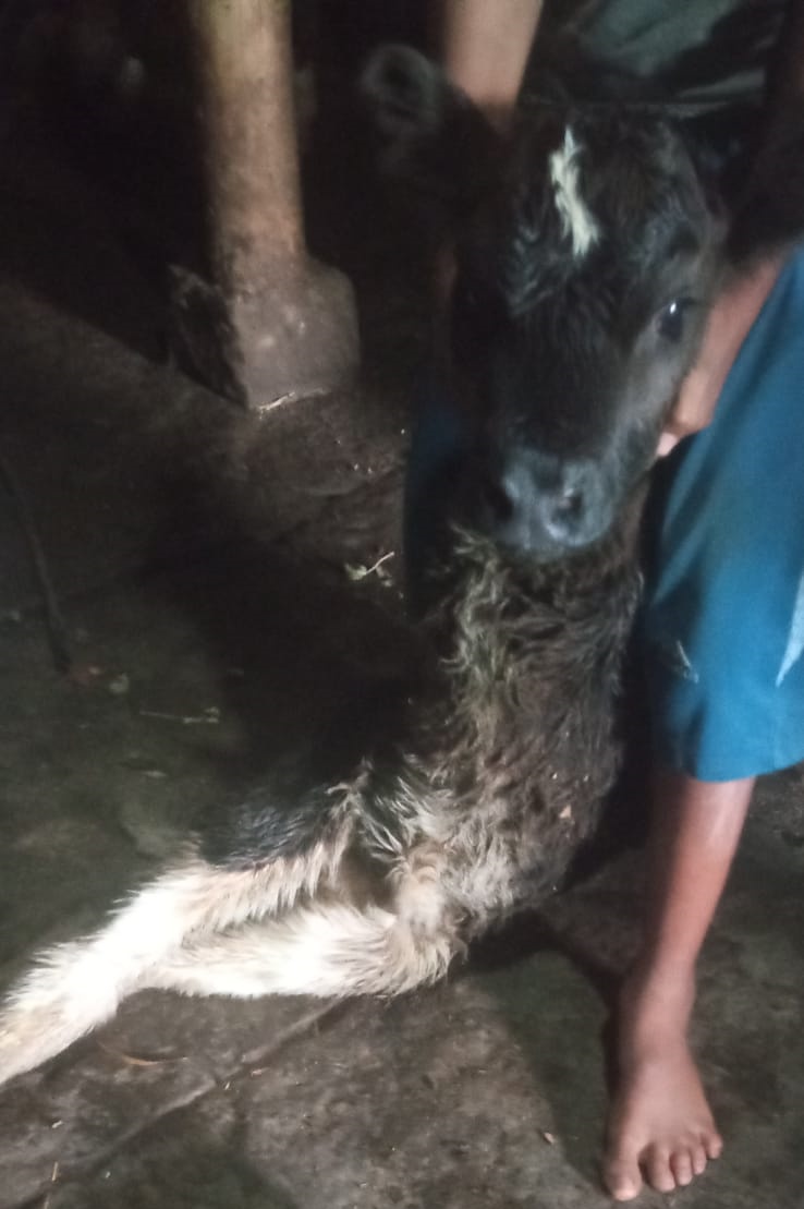 cow-given-birth-to-two-legs-unique-calve-in-vijayanagara