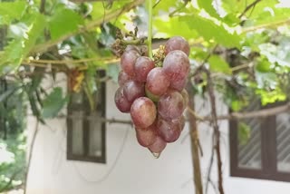 grape cultivation of payyannur narayanan  grape cultivation  payyannur narayanan  grape  grape cultivation  Payyannur grape cultivation  വീട്ടിൽ നട്ടുവളർത്തിയ മുന്തിരിവള്ളി തളിർത്തു  മുന്തിരി  മുന്തിരിവള്ളി തളിർത്തു  മുന്തിരി കൃഷി  മുന്തിരി കൃഷി പയ്യന്നൂർ  കാങ്കോൽ വടശ്ശേരി നാർക്കലെ കൂലേരിക്കാരൻ നാരായണൻ  മുന്തിരികൃഷി  മുന്തിരിപ്പാടം