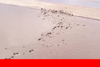 cattle trapped in mahanadi at boudh