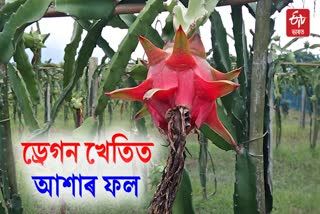 Dragon Fruits Farming