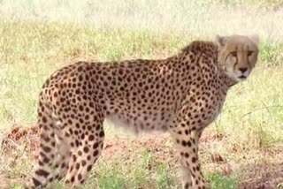 Female cheetah Nirwa missing from Kuno