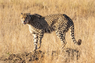 One of the two female cheetahs, named Nirwa allegedly went missing while roaming in the open forest of Madhya Pradesh's Kuno National Park
