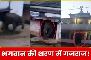 wild elephant entered temple in bagodar in giridih