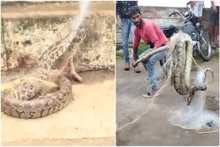 Python Caught In A Fish Net