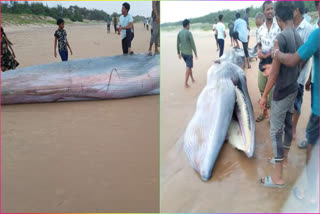 Blue Whale in Srikakulam District