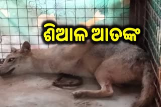 ବାଲେଶ୍ଵର ଖଇରା ଅଞ୍ଚଳରେ ଶିଆଳ ଆତଙ୍କ