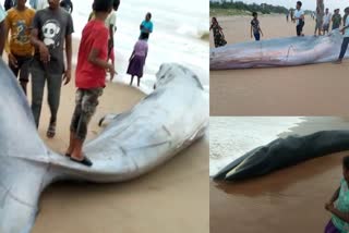 A huge blue whale washed ashore  Huge blue whale washed ashore in Andra Pradesh  Andhra Pradesh  കനത്ത മഴയില്‍ കടല്‍ പ്രക്ഷുബ്‌ദം  കരക്കടിഞ്ഞ് കൂറ്റന്‍ നീല തിമിംഗലം  കൂറ്റന്‍ നീല തിമിംഗലം കരക്കടിഞ്ഞു  കൂറ്റന്‍ നീല തിമിംഗലം  അമരാവതി വാര്‍ത്തകള്‍  അമരാവതി പുതിയ വാര്‍ത്തകള്‍  കരക്കടിഞ്ഞ് കൂറ്റന്‍ നീല തിമിംഗലം