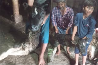 cow-given-birth-to-two-legs-unique-calve-in-vijayanagara