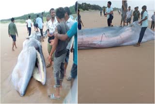 Dead body of blue whale came to sea