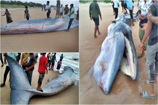 Blue whale washes ashore in rain battered Andhra Pradesh