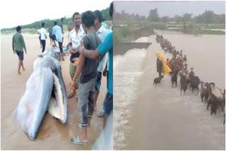 huge blue whale washed ashore in srikakulam  huge blue whale died in Andhra Pradesh  SHEEPS WASHED AWAY IN KAMAREDDY  ದಡದಲ್ಲಿ ಸತ್ತು ಬಿದ್ದ ಬೃಹತ್​ ನೀಲಿ ತಿಮಿಂಗಿಲ  ಪ್ರವಾಹಕ್ಕೆ ಕೊಚ್ಚಿ ಹೋದ ಕುರಿಗಳು  ಬೃಹತ್​ ನೀಲಿ ತಿಮಿಂಗಿಲವೊಂದು ದಡದಲ್ಲಿ ಸತ್ತು ಬಿದ್ದಿದ್ರೆ  ಹಳ್ಳ ದಾಟುತ್ತಿದ್ದ ವೇಳೆ ಕುರಿಗಳು ಕೊಚ್ಚಿ ಹೋಗಿರುವ ಘಟನೆ  ಮೃತ ತಿಮಿಂಗಿಲ ಕಂಡ ಹೌಹಾರಿದ ಜನ  ಆಂಧ್ರದಲ್ಲಿ ಭಾರೀ ಮಳೆ  ನೂರಾರು ಮನೆಗಳು ಮುಳುಗಡೆ  ಹಳ್ಳದ ನೀರಿಗೆ ಕೊಚ್ಚಿ ಹೋದ ಕುರಿಗಳು