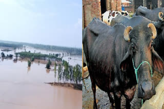 Vaccination of more than 1 lakh animals in 18 days in flood affected areas by Punjab government