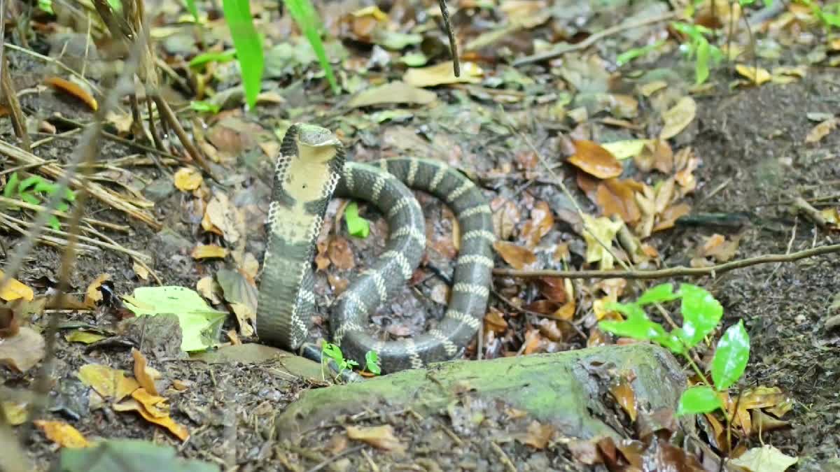 Eastern Ghats Wildlife Society Protected King Cobra Eggs