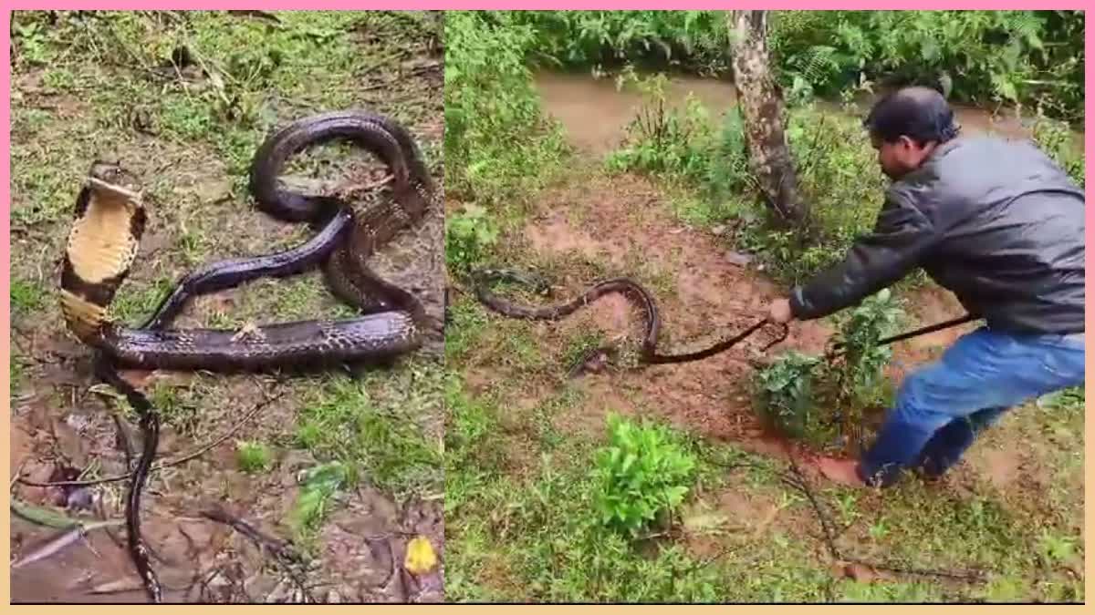 13-feet-king-cobra-captured-in-kalasa-released-into-wild