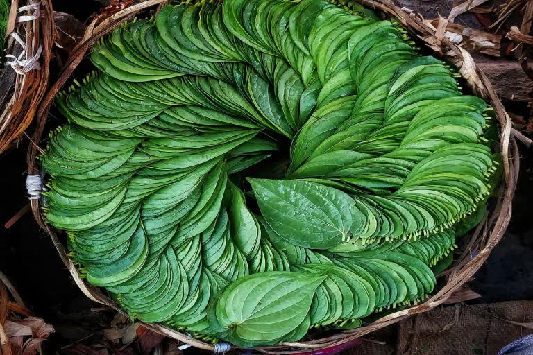 Benefits of Betel leaf