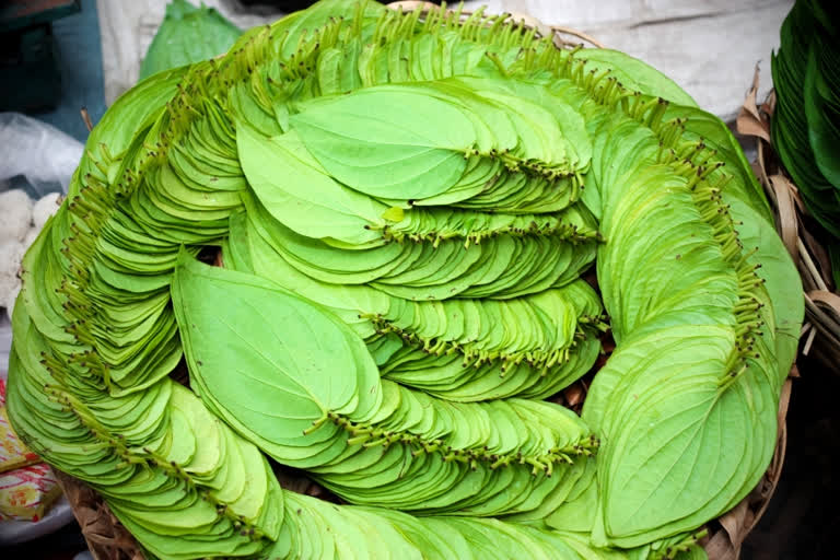 Benefits of Betel leaf