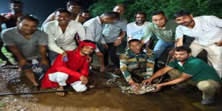 MANDSAUR CROCODILE ENTERED