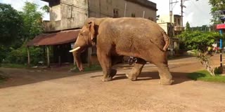 Elephant in Jhargram