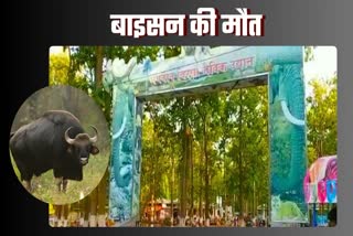 Bison died in Birsa Biological Park