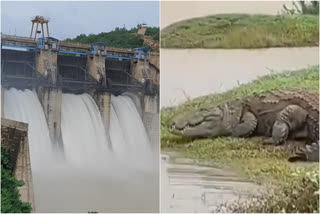 WATER RELEASE  NAVILUTHEERTHA RESERVOIR  FLOOD FEARS  BELAGAVI