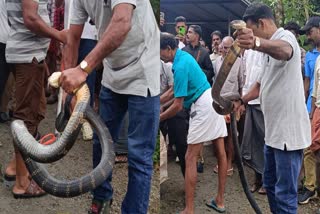 KING COBRA CAUGHT FROM MANKULAM  FOREST DEPARTMENT CAUGHT KING COBRA  KING COBRA  രാജവെമ്പാലയെ പിടികൂടി