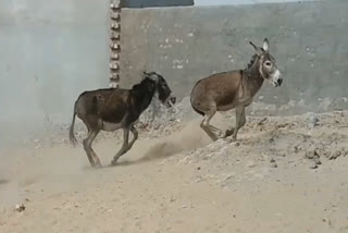 BURHANPUR 12 DONKEYS MISSING